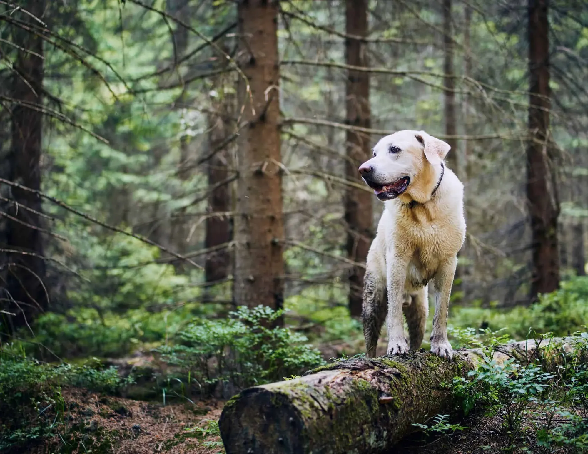 12 Mejores Tours con Mascotas