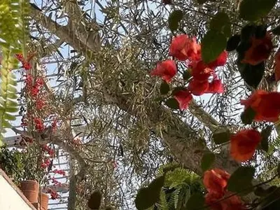 City Tour Museo Larco