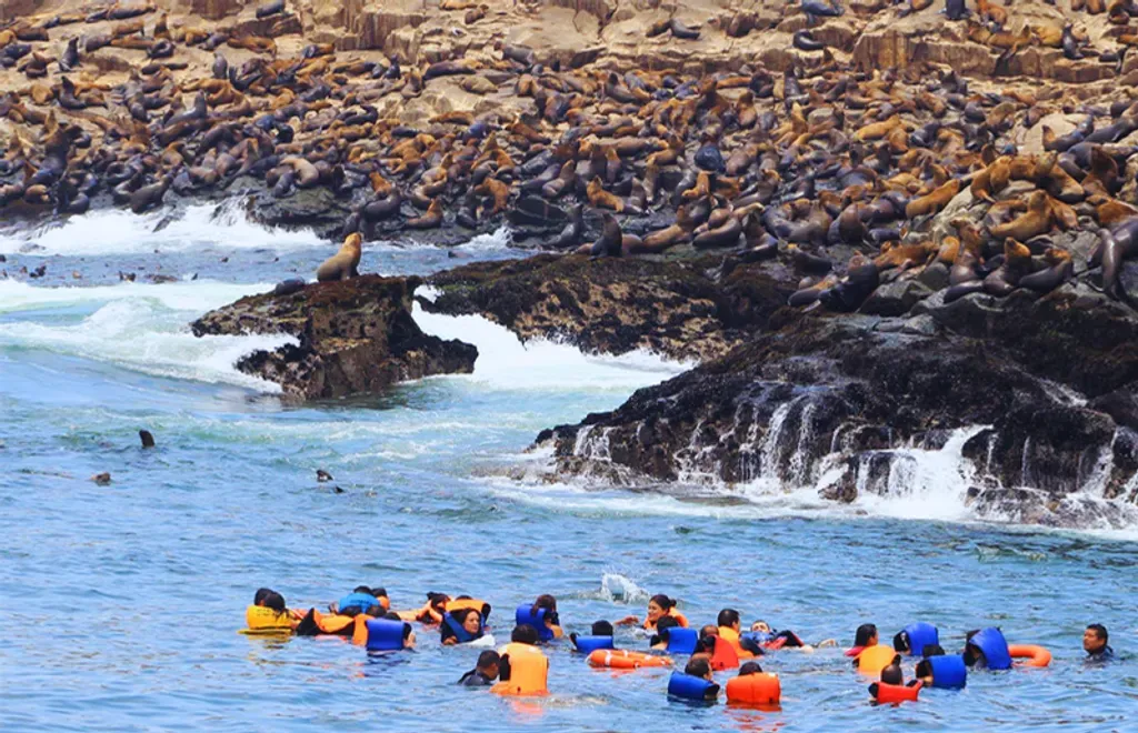 Full Day Islas Palomino: Paseo en Yate y Nado con Lobos Marinos foto 2