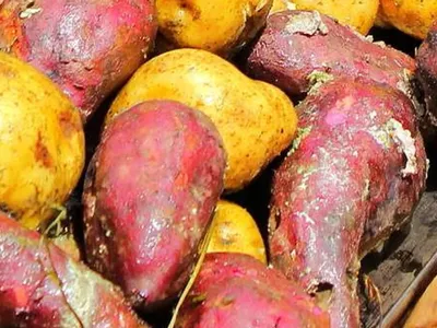 Tour Gastronómico Ruta de la Pachamanca