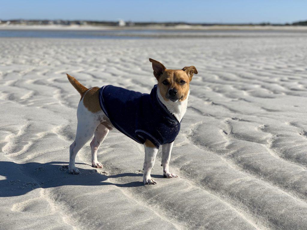 mascota en desierto