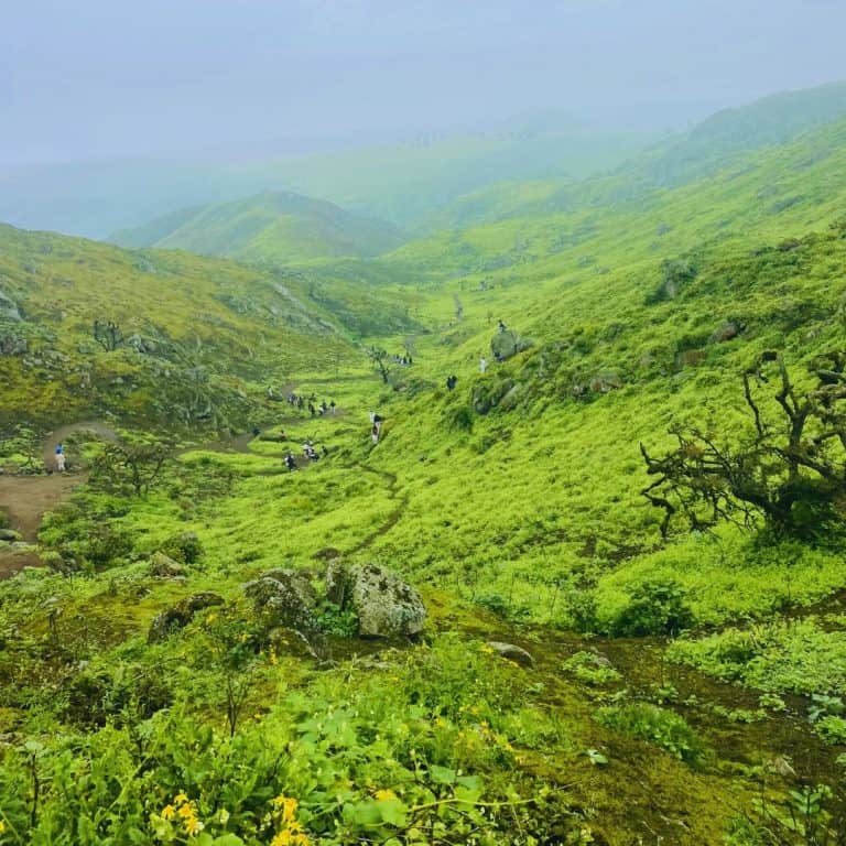 Full Day en las Lomas de Lachay, un paraíso verde